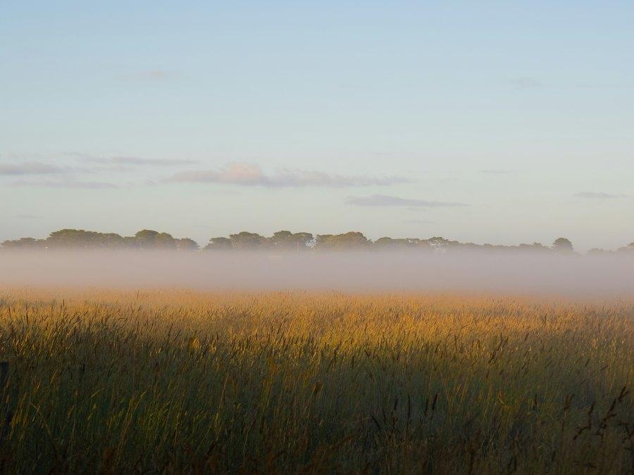 Soft morning mist over a golden field