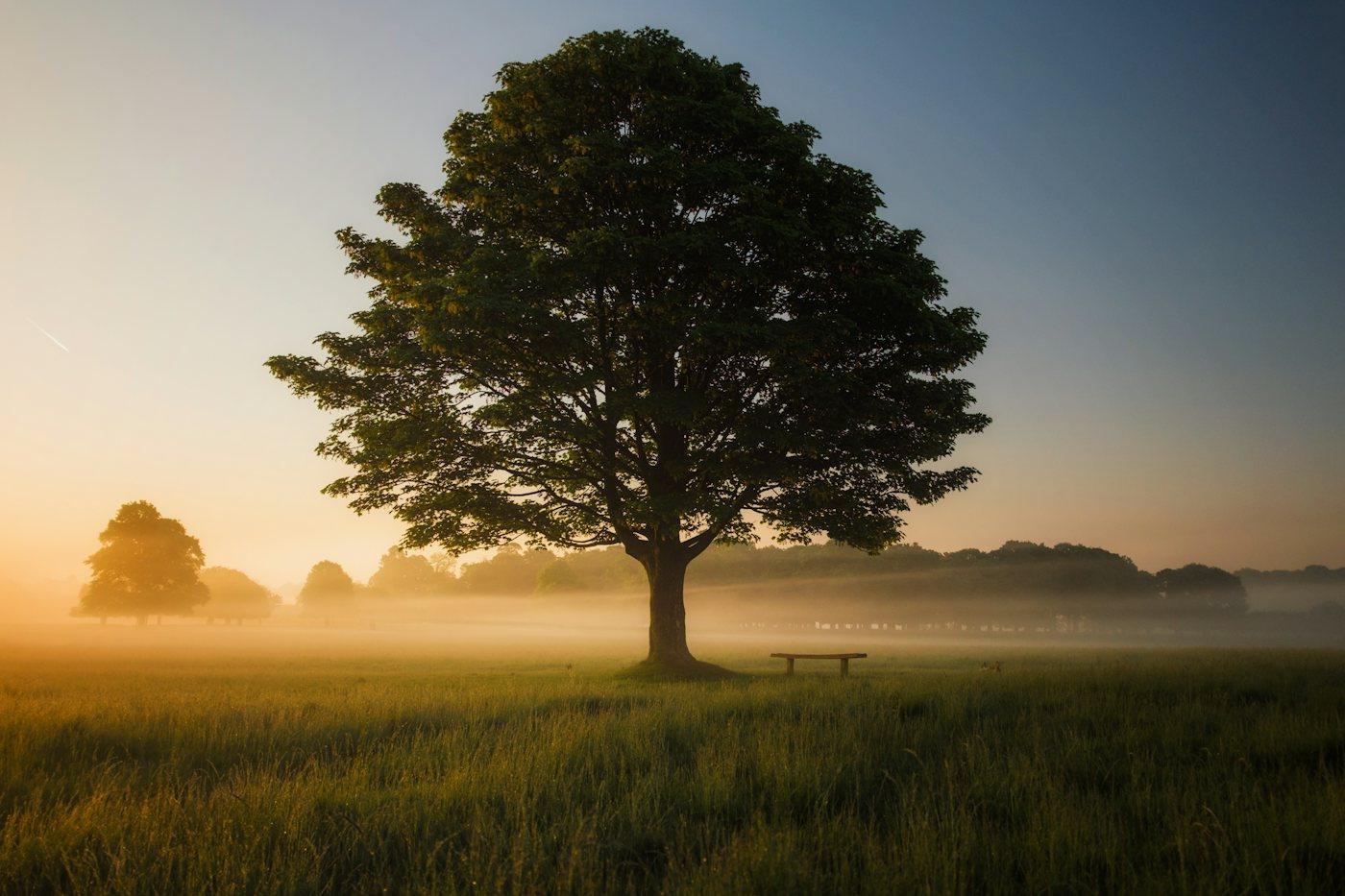A single tree in a misty field at golden hour