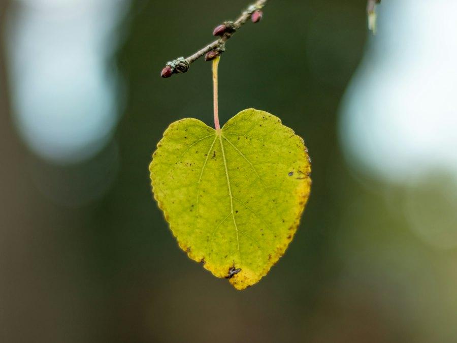 A single heart-shaped leaf hanging from a twig