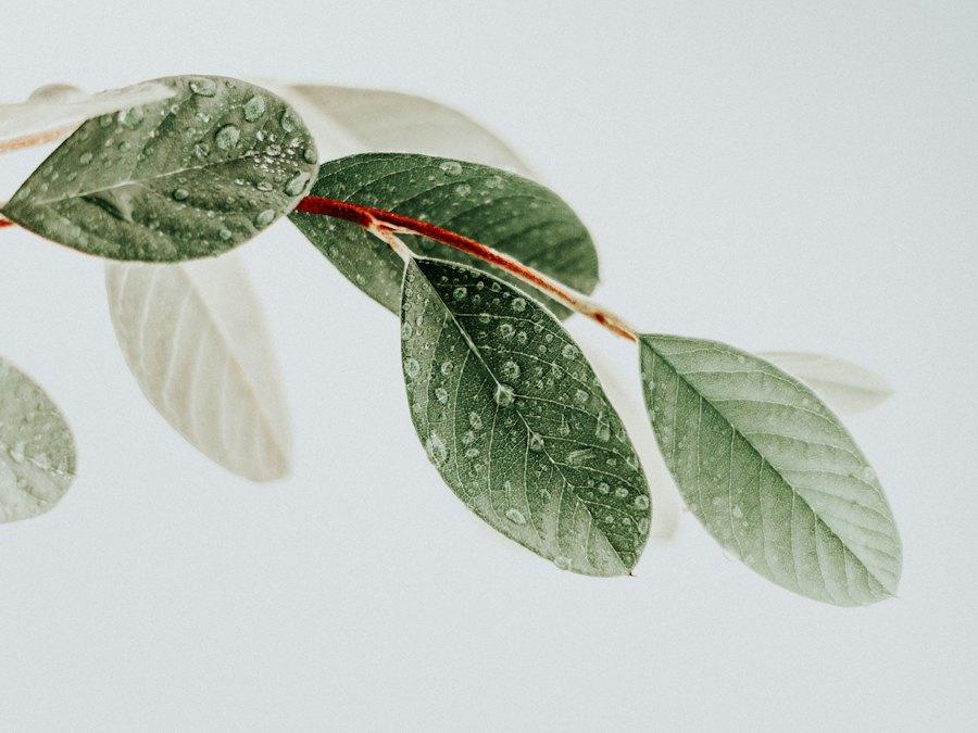 Sage-green leaves with small water droplets on a pale background